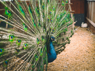 Obraz premium In a mini zoo, a peacock spreads its colorful tail behind the enclosure, in a cage. Close-up of the animal. Poultry.