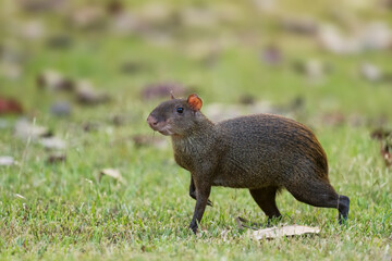 Central American Agouti - Dasyprocta punctata, large brown rodent from Central and Latin America forests and woodlands, Gamboa forest, Panama.
