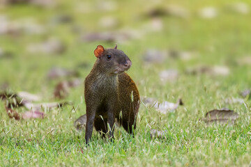 Naklejka na ściany i meble Central American Agouti - Dasyprocta punctata, large brown rodent from Central and Latin America forests and woodlands, Gamboa forest, Panama.