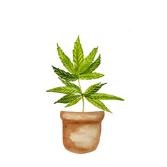 hemp in a pot