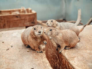 Mini zoo, brown sand-colored prairie dog, in a cage, animal enclosure. Close-up of the animal.