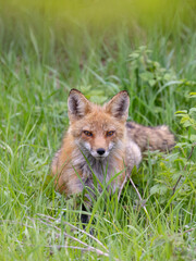 Naklejka na ściany i meble Red fox (Vulpes vulpes) female walking through the spring meadow grass in Ottawa, Canada 