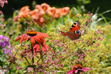 Schmetterling 1067 © K.-U. Häßler