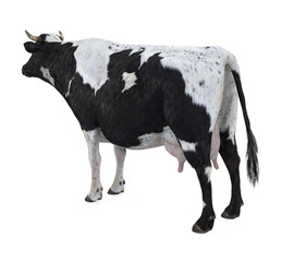 Cow Isolated