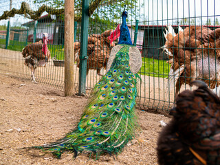 White turkeys, peacocks and chickens together in a mini zoo, in a cage, in an animal enclosure....