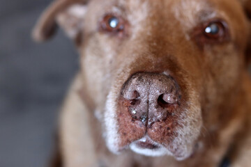 Brown dog on a gray background, close-up photo of senior dog. Pet care concept. 