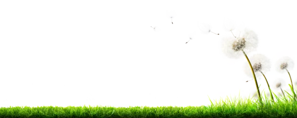 Fotobehang Paardenbloem A freshly cut lawn with dandelion weed, seed heads in the longer grass at the edge of the lawn isolated against a transparent background.  © Duncan Andison