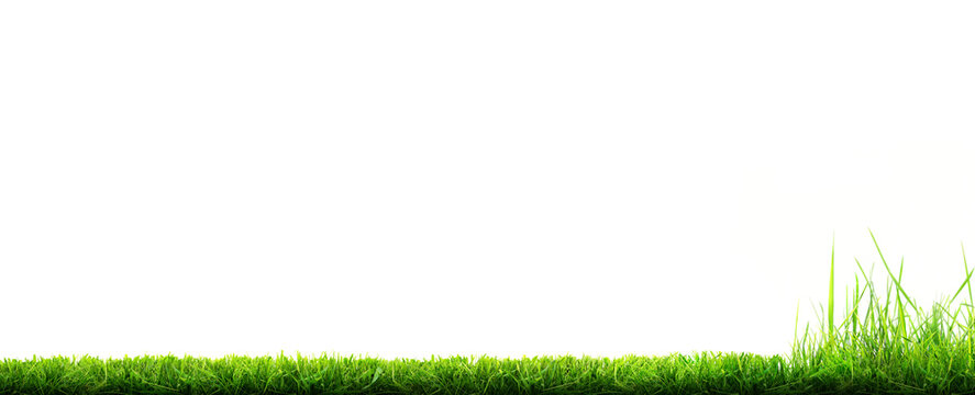 A freshly cut, mowed lawn with longer grass at the edge of the lawn that is yet to be cut isolated against a transparent background.