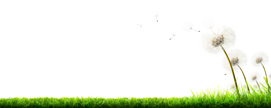 A freshly cut lawn with dandelion weed, seed heads in the longer grass at the edge of the lawn isolated against a transparent background.