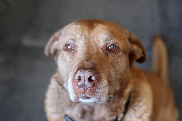 Close up of a brown Labrador Retriever looking at the camera. Selective focus. Pet care concept. 