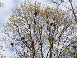Spring in nature. Nature view landscape. Birds ravens have made nests in trees