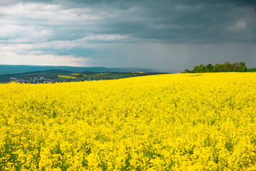 Obraz premium Landscape with yellow blooming raps field, agriculture in spring, countryside in Germany, cultivated farmland 