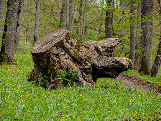 Spring in nature. Nature view landscape. A huge tree stump with a root cut down in a grass, park, meadow