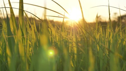 Cinematic slider shot of green grass in the rays of sunset, the end of a hot summer day