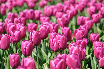 Pink tulips with green leaves on a field in the Netherlands in springtime. Background image with selective focus.  