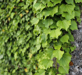 ivy growing on rock with shallow depth of field (green leaves background, texture, graphic resource) plants