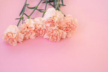 Pink carnations on a pink background