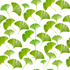 Fototapeta na wymiar Pattern seamless leaves green kinkgo biloba. Transparent background.