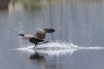 Canada Goose landing on water