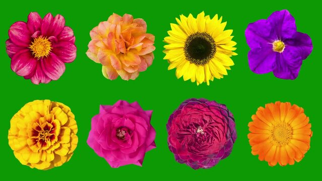 Heads of garden flowers rotate around their axis, isolated on a green background. Floral pattern from various flowers. Rose, marigold, marigold, petunia, dahlia, kosmeya, sunflower. Animated 4K video.