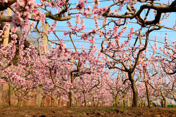 The peach trees in the greenhouse are in blossom