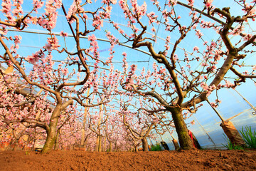 The peach trees in the greenhouse are in blossom
