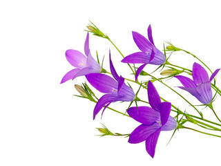 Violet bellflower bouquet isolated on transparent png