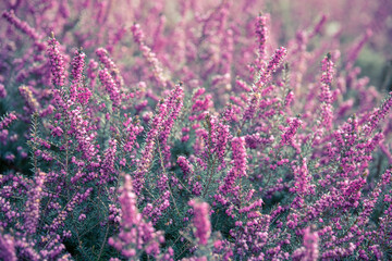 Nahaufnahme eines Heidekrautfelds (Erika-Pflanze)