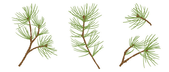Set of branches of coniferous spruce, pine, arborvitae. Elements of Christmas and New Year decors. Vector graphics.