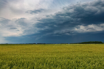 Vibrant wheat field under dramatic stormy sky