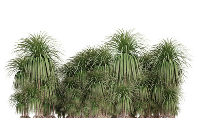 Ponytail palm tree on transparent background, garden design, 3d render illustration.