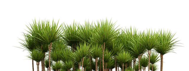Dracaena marginata green tree on transparent background, garden design, 3d render illustration