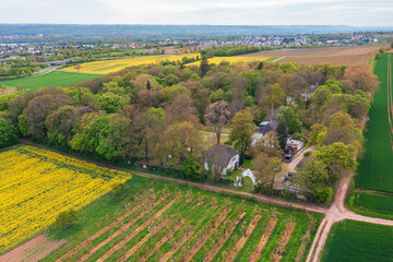 Fototapeta premium Aerial view of flowering rapeseed fields in the Rheingau near Frauenstein - Germany near Wiesbaden
