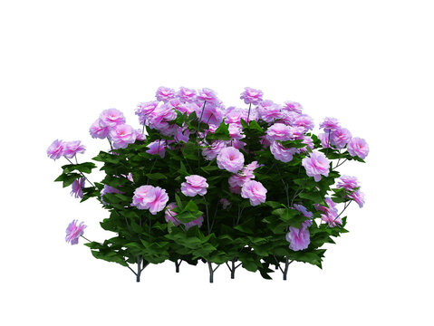 bunch of flowers tree png images _ tree images _ purple flower plant  images _ bunch of flower tree in isolated white background _ decorated flower plant images 