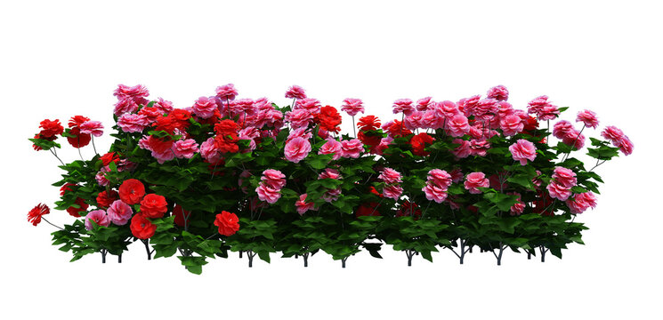 spring flowers border png images _ rose flower tree images _ red rose _ plant images _ spring flower in isolated white background _ decorated flower images 