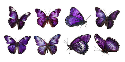 A set of butterflies with purple wings isolated on a white background