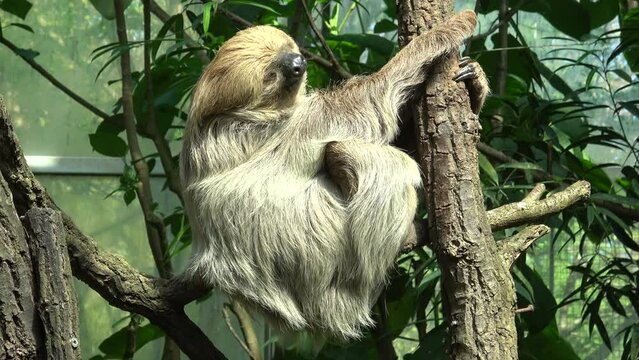 Shot of an a adult two-toed sleeping sloth Choloepus didactylus