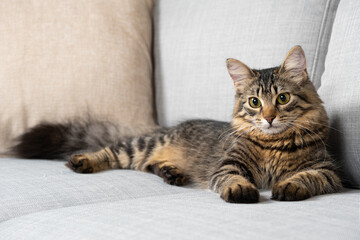 One-year-old tabby cat with a fluffy tail lying on a gray sofa.