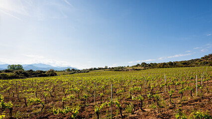 Fototapeta na wymiar Vineyard with young shoots on the branches in spring. Agriculture.