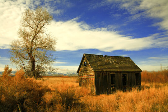 100 year olf farm cabin fading away into winter weeds and golden grass