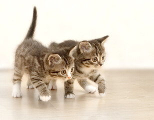 Fototapeta na wymiar kittens