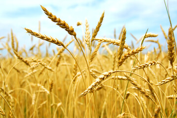 Fototapeta premium Yellow grain ready for harvest growing in a farm field