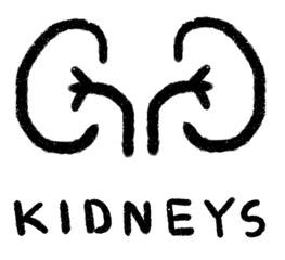 line drawing icon symbols internal organs kidneys