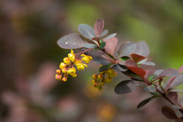 Blüte der roten  Heckenberberitze (Berberis thunbergii Atropurpurea)