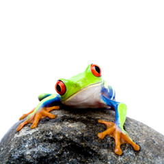 frog on a rock, a red-eyed tree frog (Agalychnis callidryas) closeup isolated on white, square crop of canon 5D image