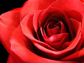 Red rose blossom