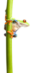 frog on a green plant stem isolated on white, a red-eyed tree frog (Agalychnis callidryas) closeup