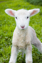 A toy-like lamb, only three days old, looks with inquisitive eyes at the world.
