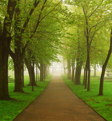 Path in a green foggy park in the spring