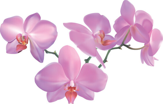 Photorealistic illustration of a beautiful moth orchid. Created with meshes.